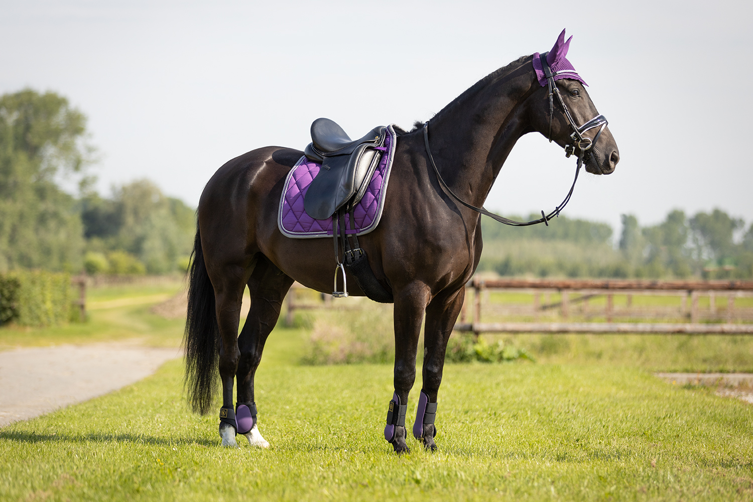 Pferd
