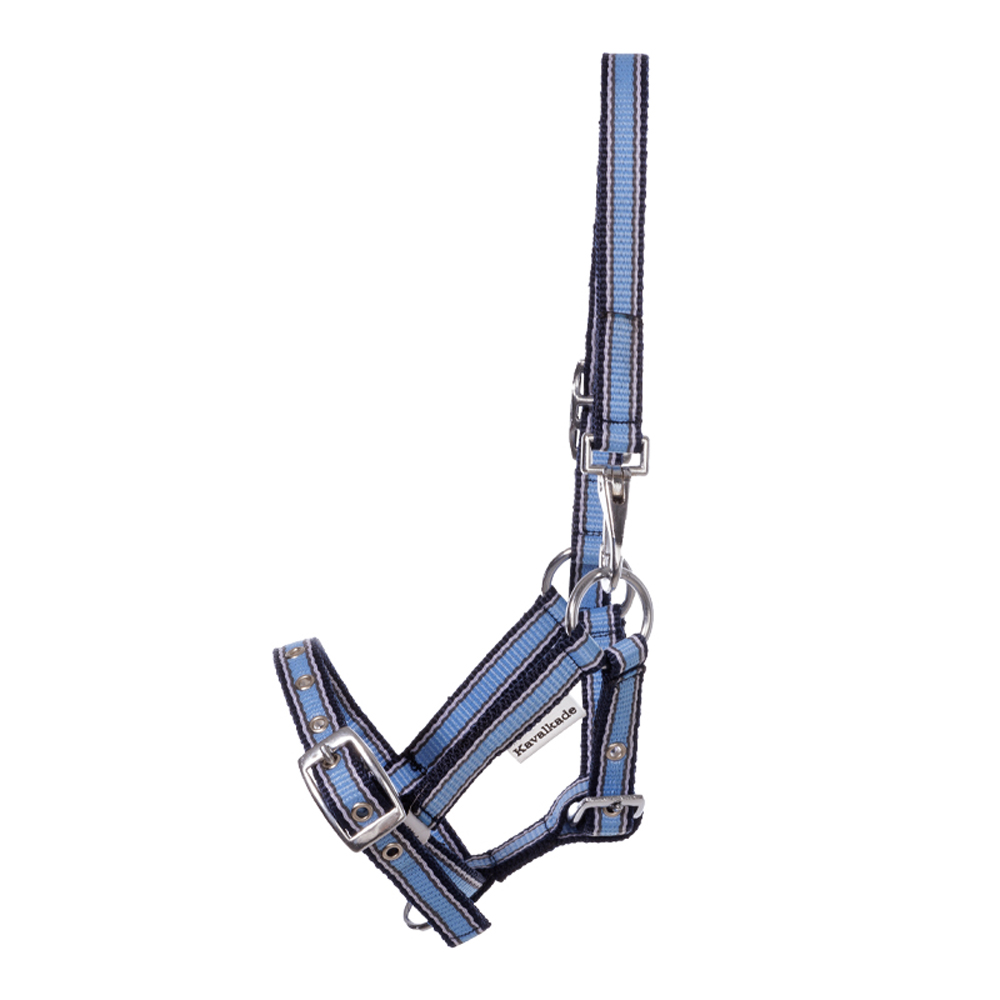 Kavalkade Fohlen und Jährlingshalfter