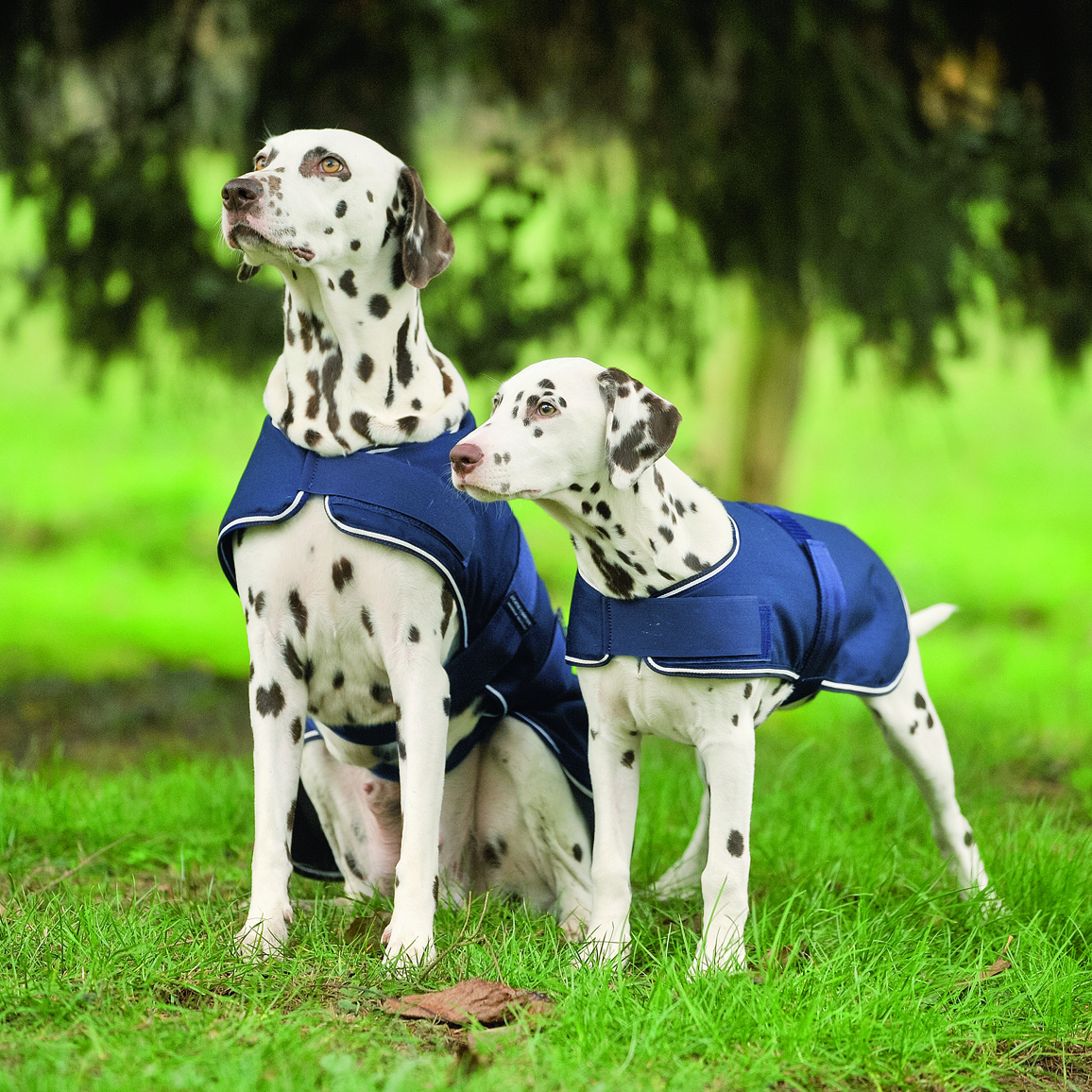 Waldhausen Hunde Regendecke - marine, Größe 60 cm
