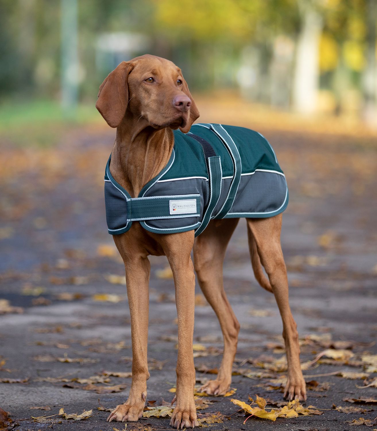 Waldhausen Hundedecke Comfort Line 200 g - tannengrün, Größe 55 cm