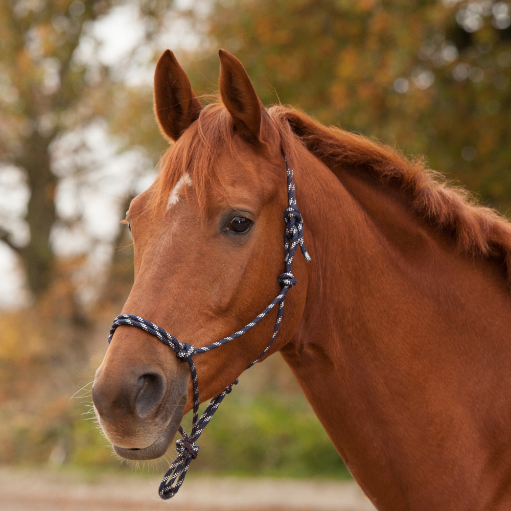 Waldhausen Knotenhalfter - nachtblau/silber, Größe Pony