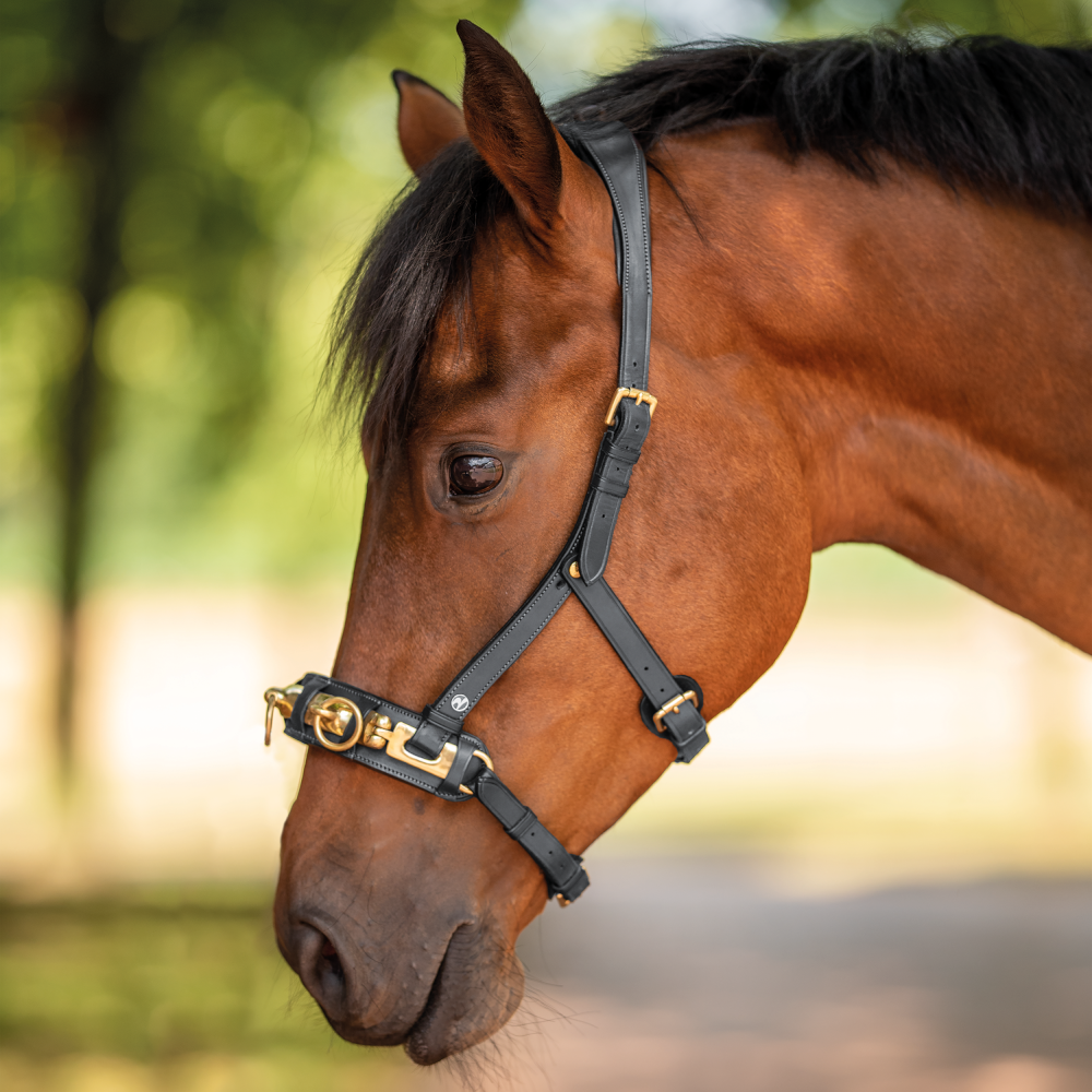 Busse Kappzaum Anatomix
