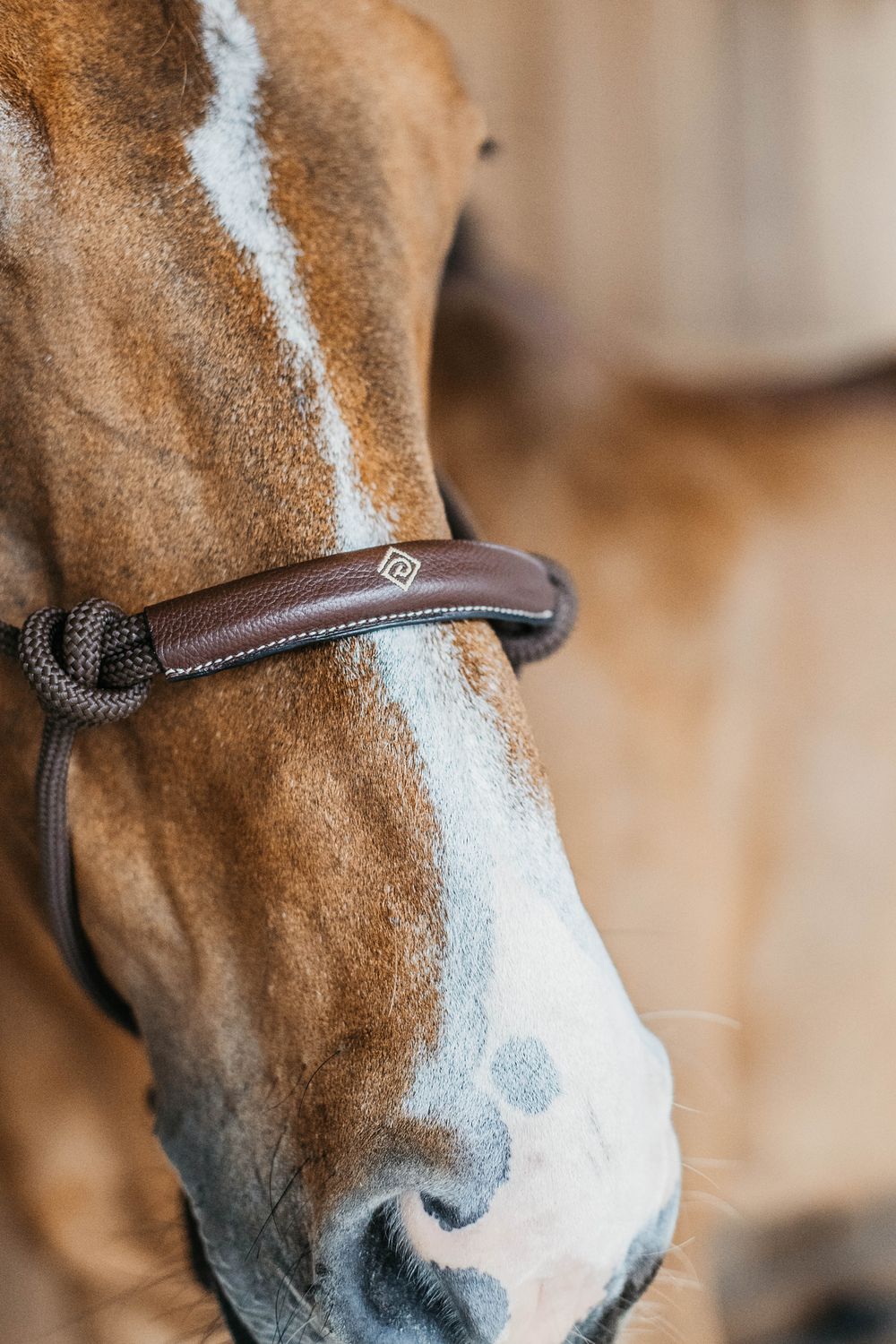 So Gelingt Die Umstellung Auf Gebissloses Reiten