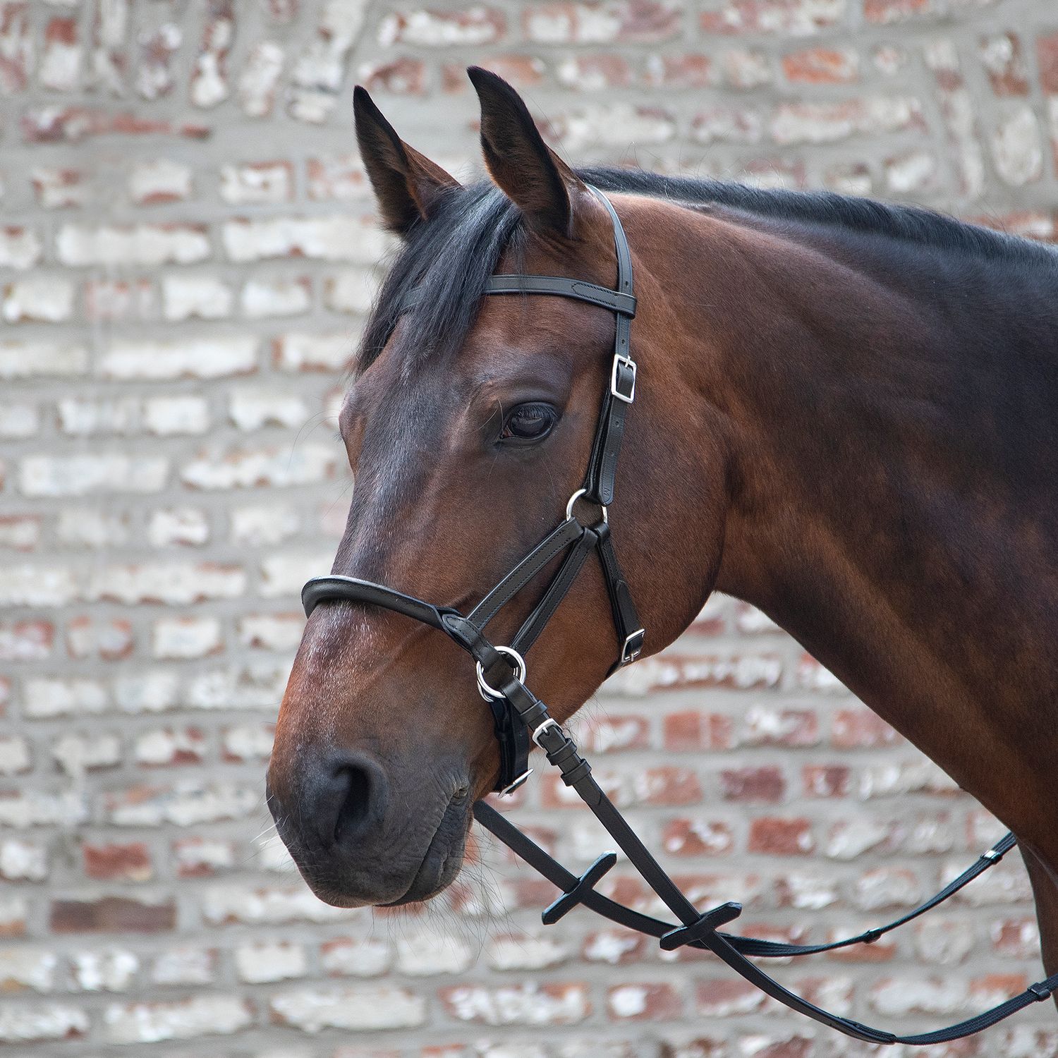 Linda Tellington Jones Lindel gebisslose Zäumung - schwarz, Größe Warmblut
