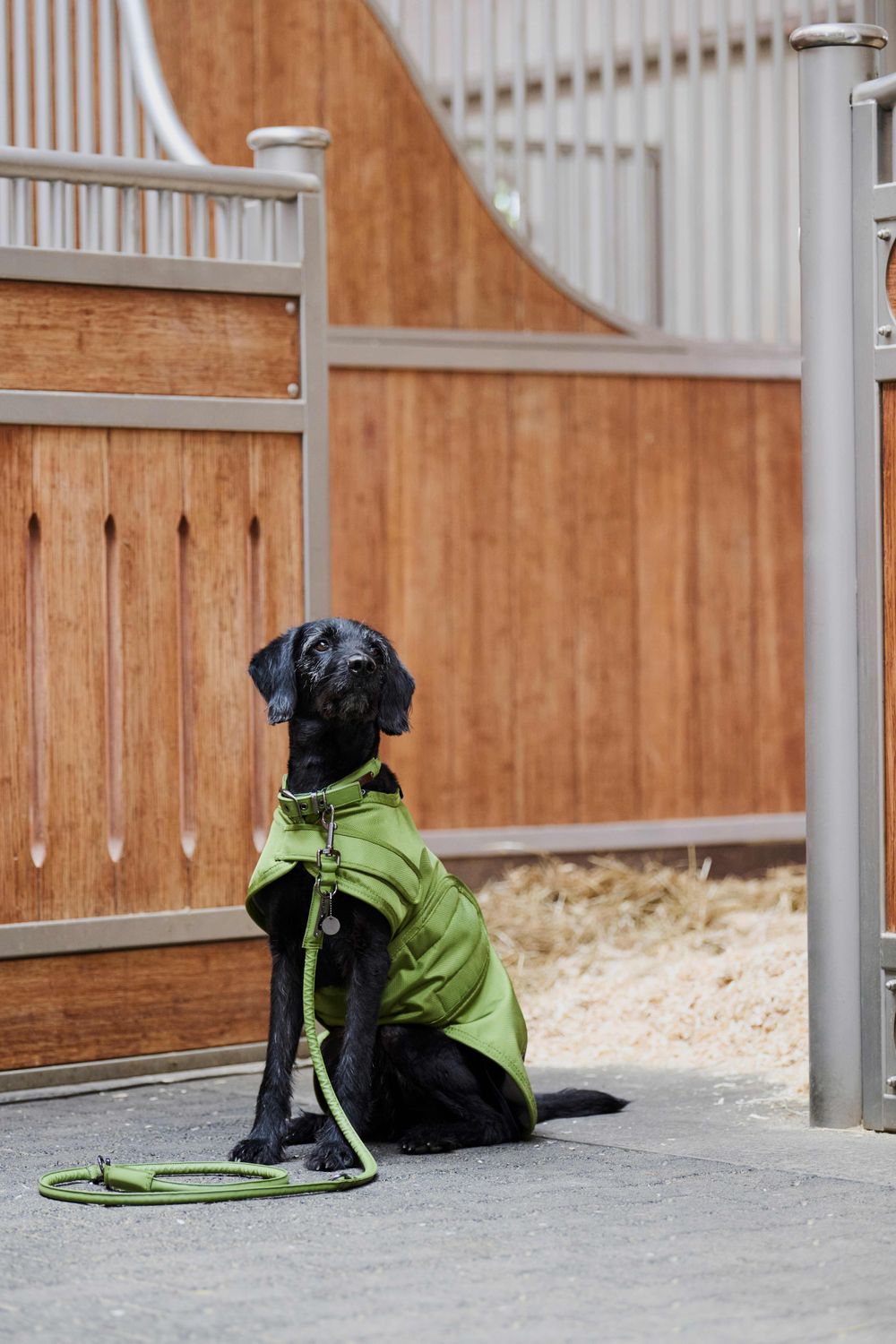 fahrradanhänger hund croozer Croozer Dog Hunde Fahrradanhänger 