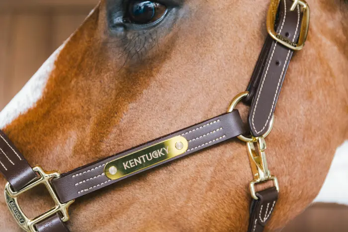 Kentucky Horsewear Leder Halfter Wellington