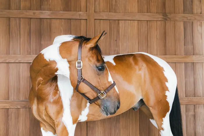 Kentucky Horsewear Leder Halfter Wellington - braun, Größe Full