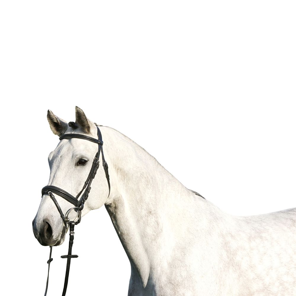 Euroriding Trense Paris englisches Reithalfter