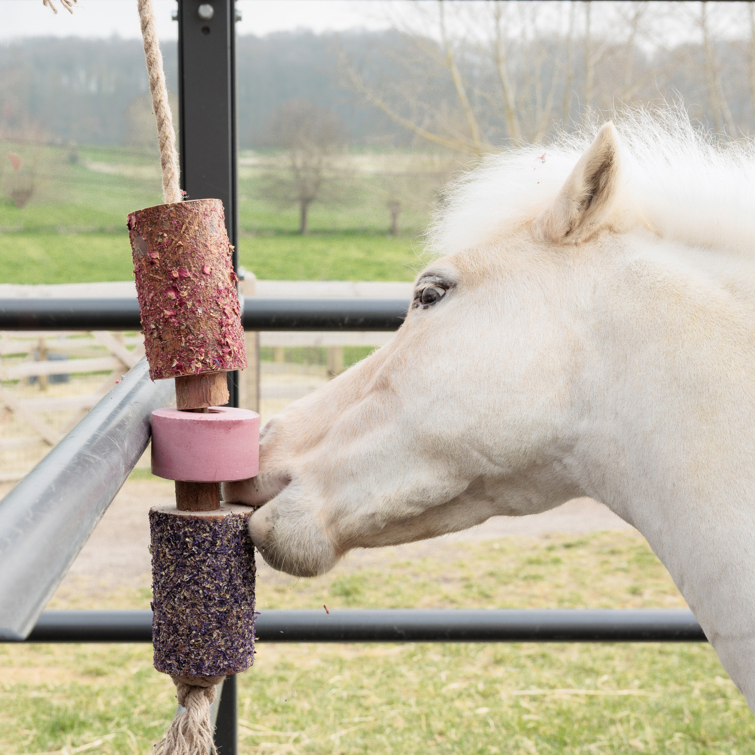 Grooming Deluxe Wooden Relax Horse Toy with Salt Lick - sammy