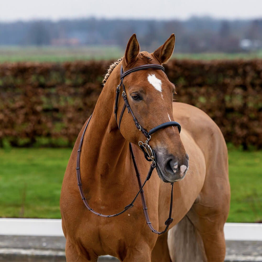 Trust Hickstead Hackamore Trense - braun/gold, Größe Warmblut