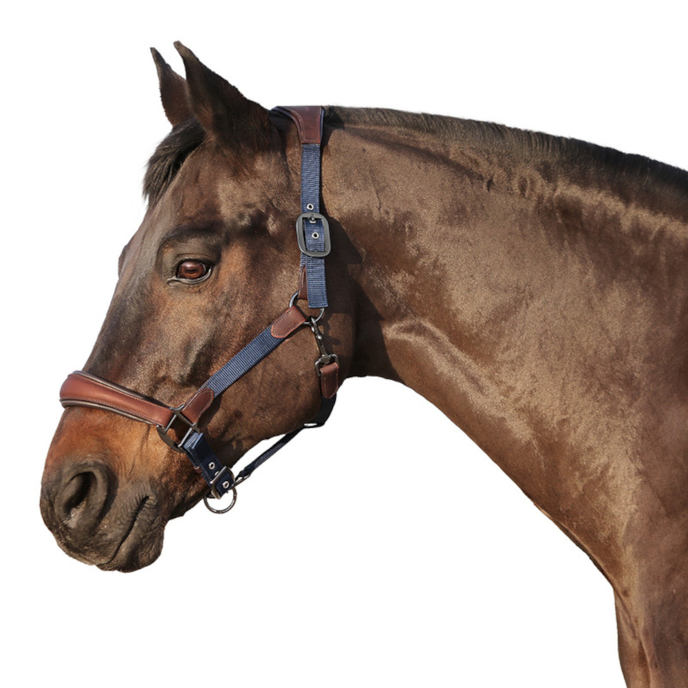 Euroriding Halfter Mellac Nylon/Leder Euro-Club - navy/braun, Größe Pony