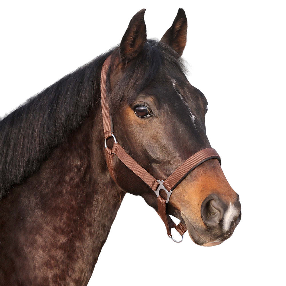 Euroriding Halfter Basic - braun, Größe Pony