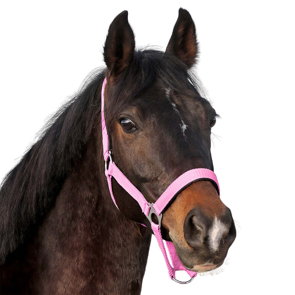 Euroriding Halfter Basic - pink, Größe X- Full