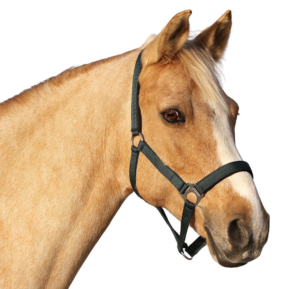 Euroriding Halfter Basic - dunkelgrün, Größe Pony