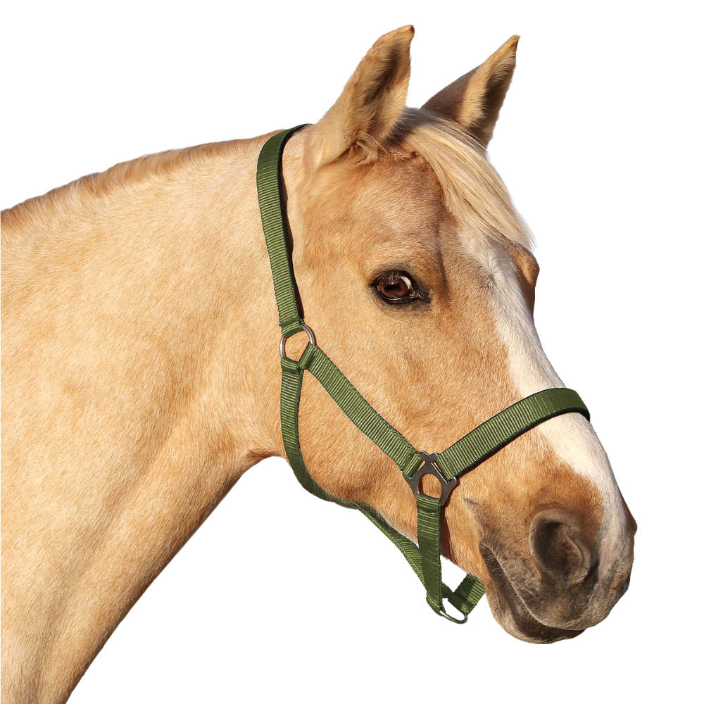 Euroriding Halfter Basic - khaki, Größe Pony