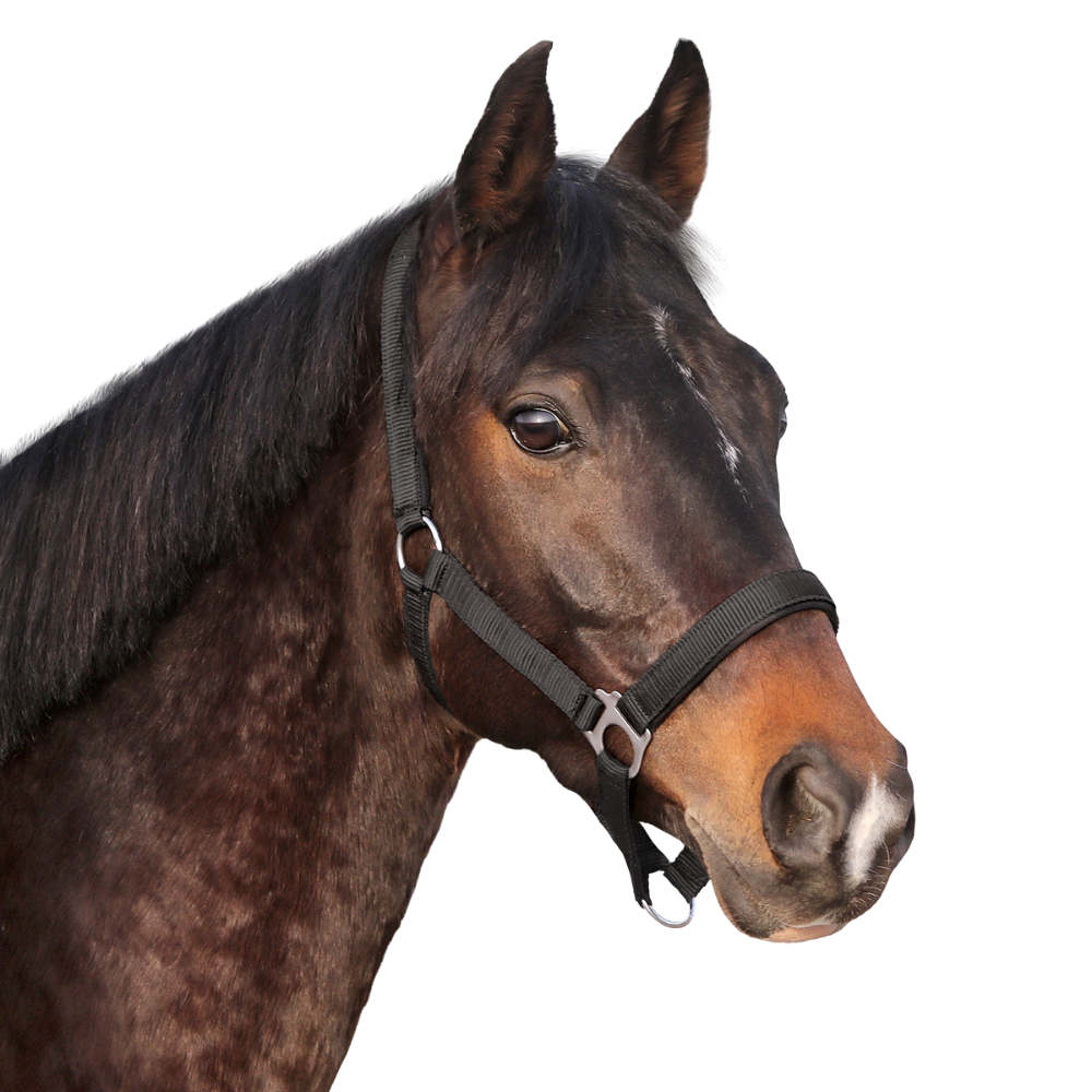 Euroriding Halfter Basic - schwarz, Größe Cob
