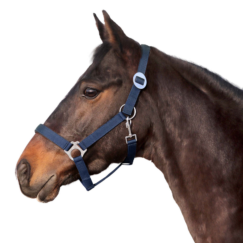 Euroriding Halfter Basic - dunkelblau, Größe Pony