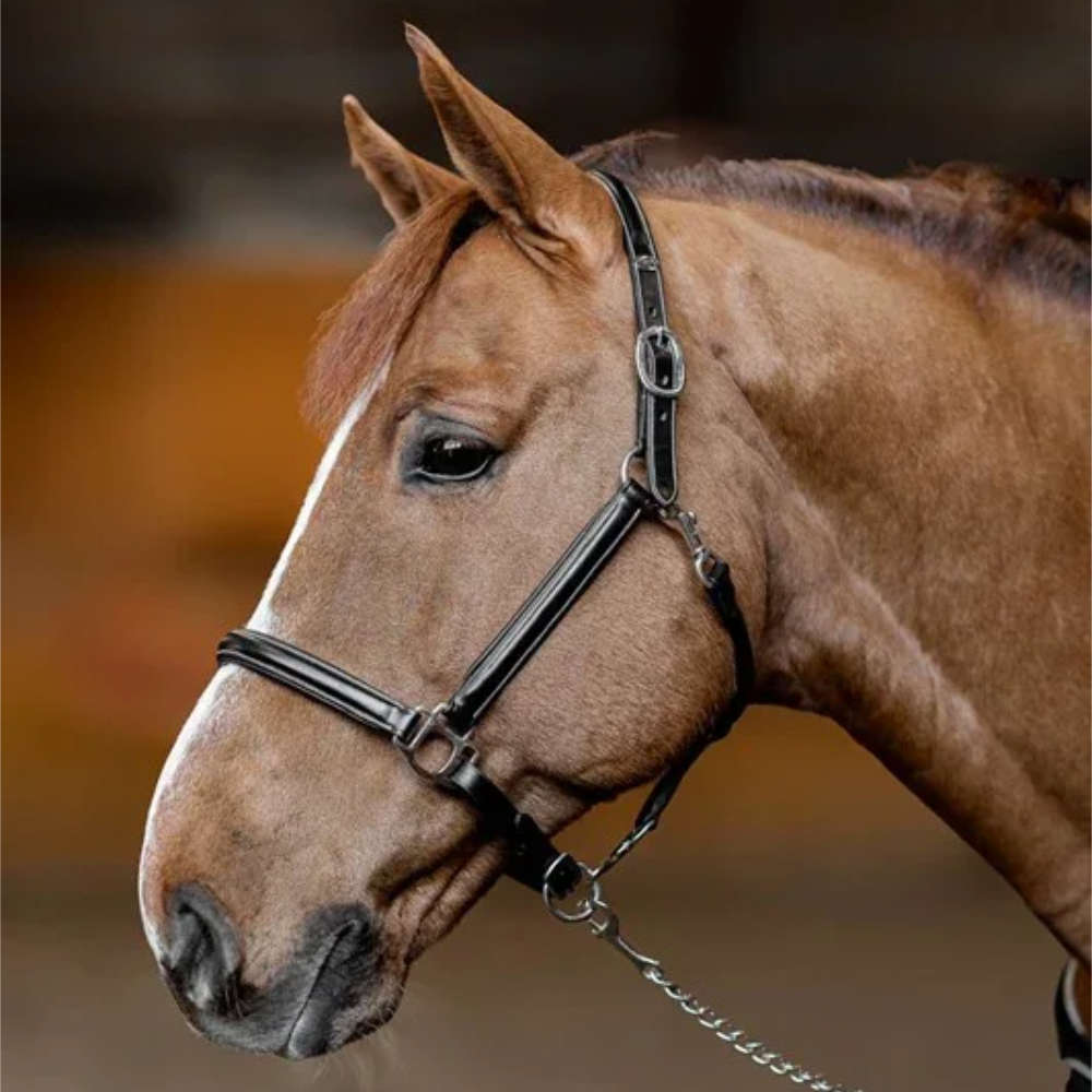 HFI anatomisches Lederhalfter mit abnehmbaren Kehlriemen "Little Groom" - schwarz, Größe Cob