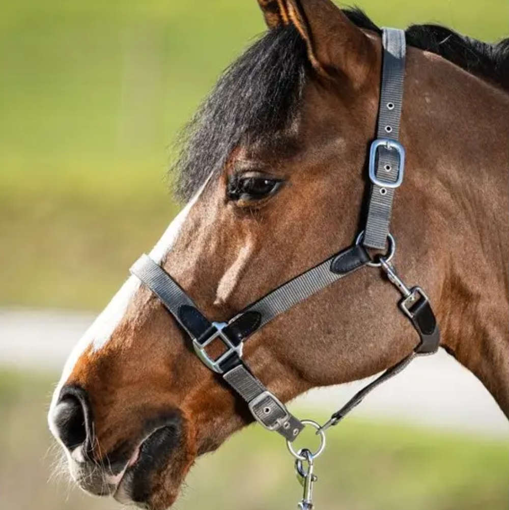 HFI Nylonhalfter mit Neopren- und Lederunterlage "Smart" - grau/schwarz, Größe Cob