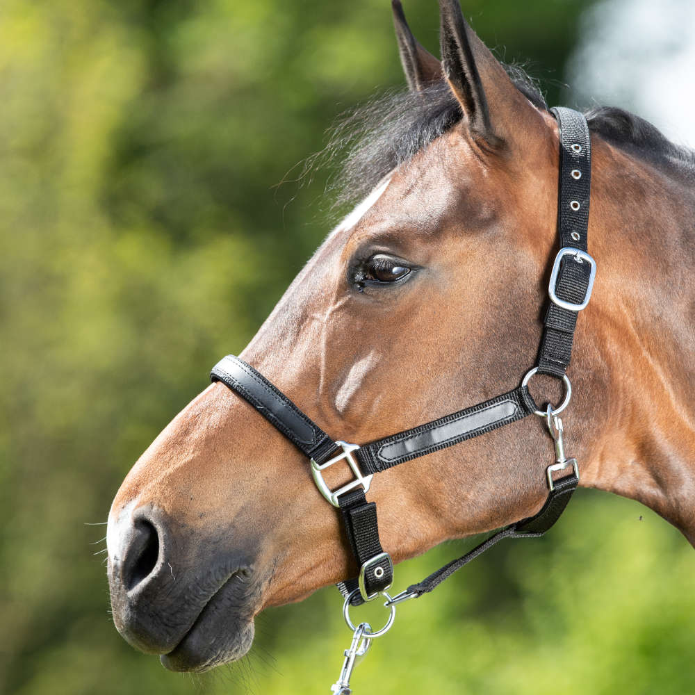 HFI Nylonhalfter mit Neopren- und Lederunterlage "Smart" - schwarz/schwarz, Größe Cob