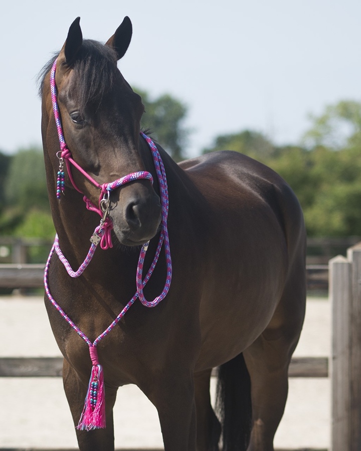 QHP Liberty Knotenhalfter Kombi - fuchsia, Größe VB