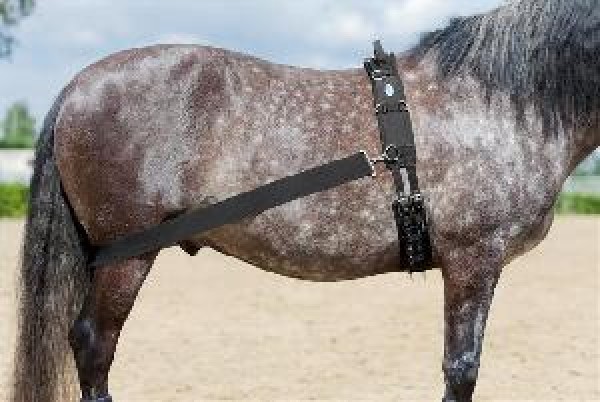 "Lehmann" Trainingssystem-image