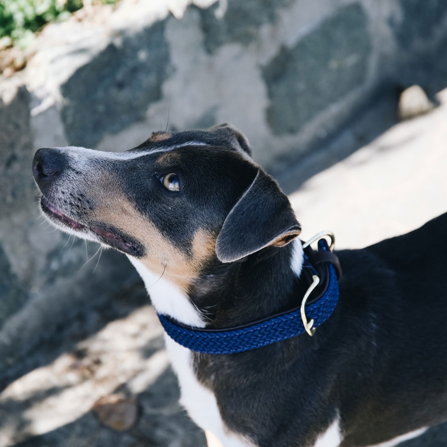 Kentucky Dogwear Hundehalsband Aus Geflochtenem Nylon – Grau, Größe S, 42 Cm, Mit Logo-Anhänger