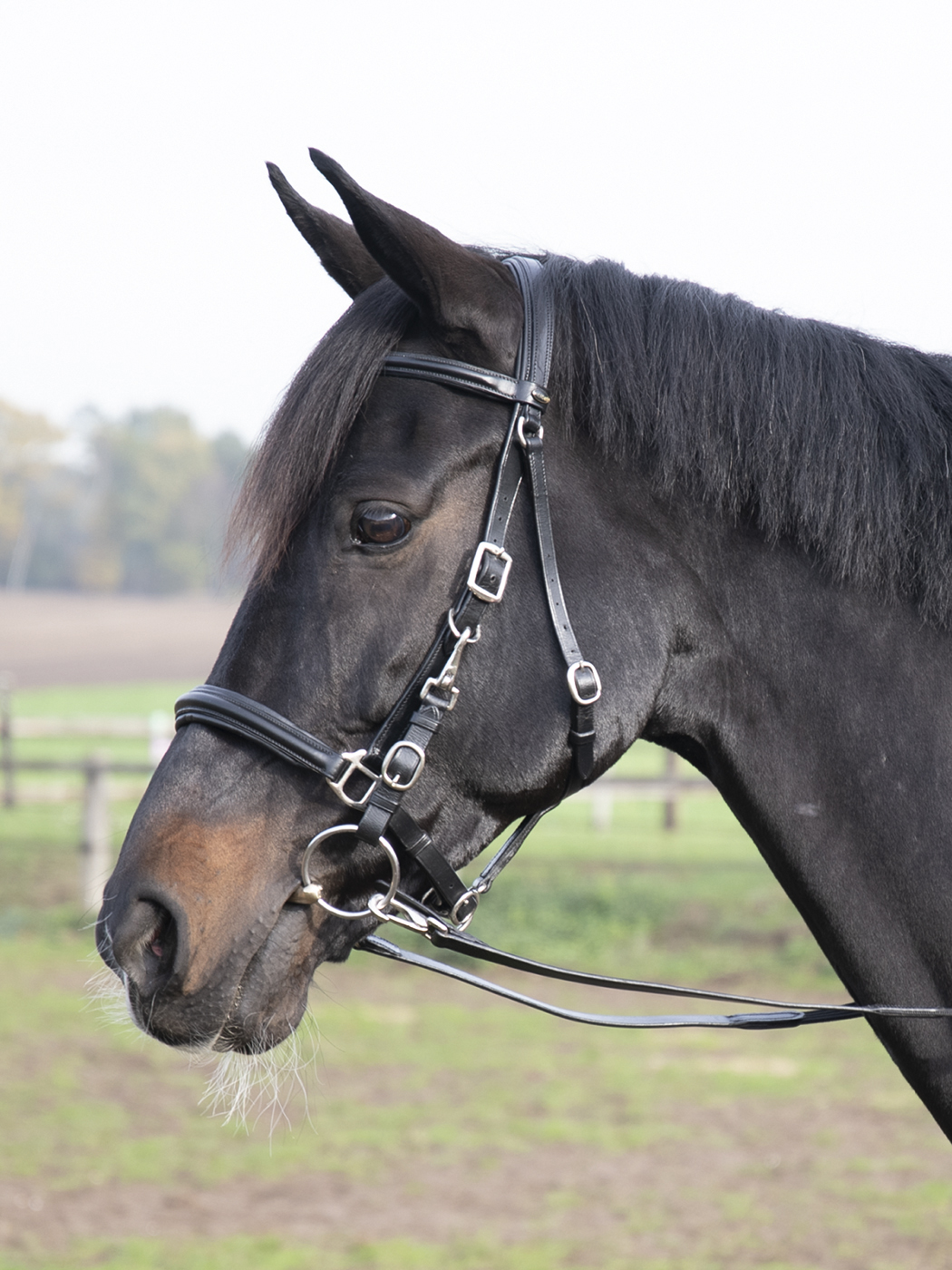 Solibel Busse Wanderreittrense SOLIBEL | Horse Shop