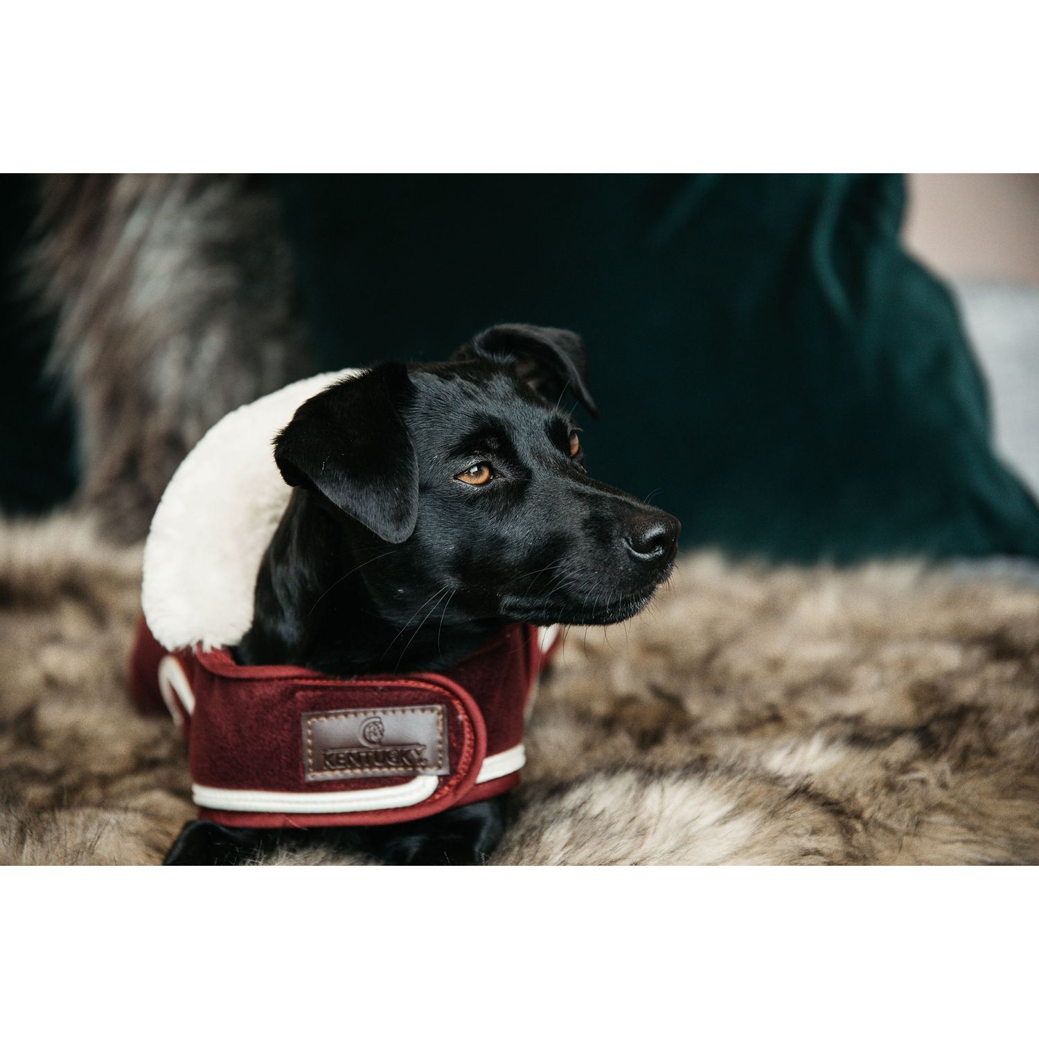 Kentucky Dogwear Heavy Fleece Hundemantel | Horse Shop